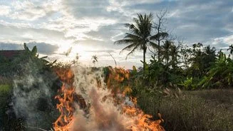 Warming from Tropical Deforestation Linked to 28,000 Excess Deaths per Year.