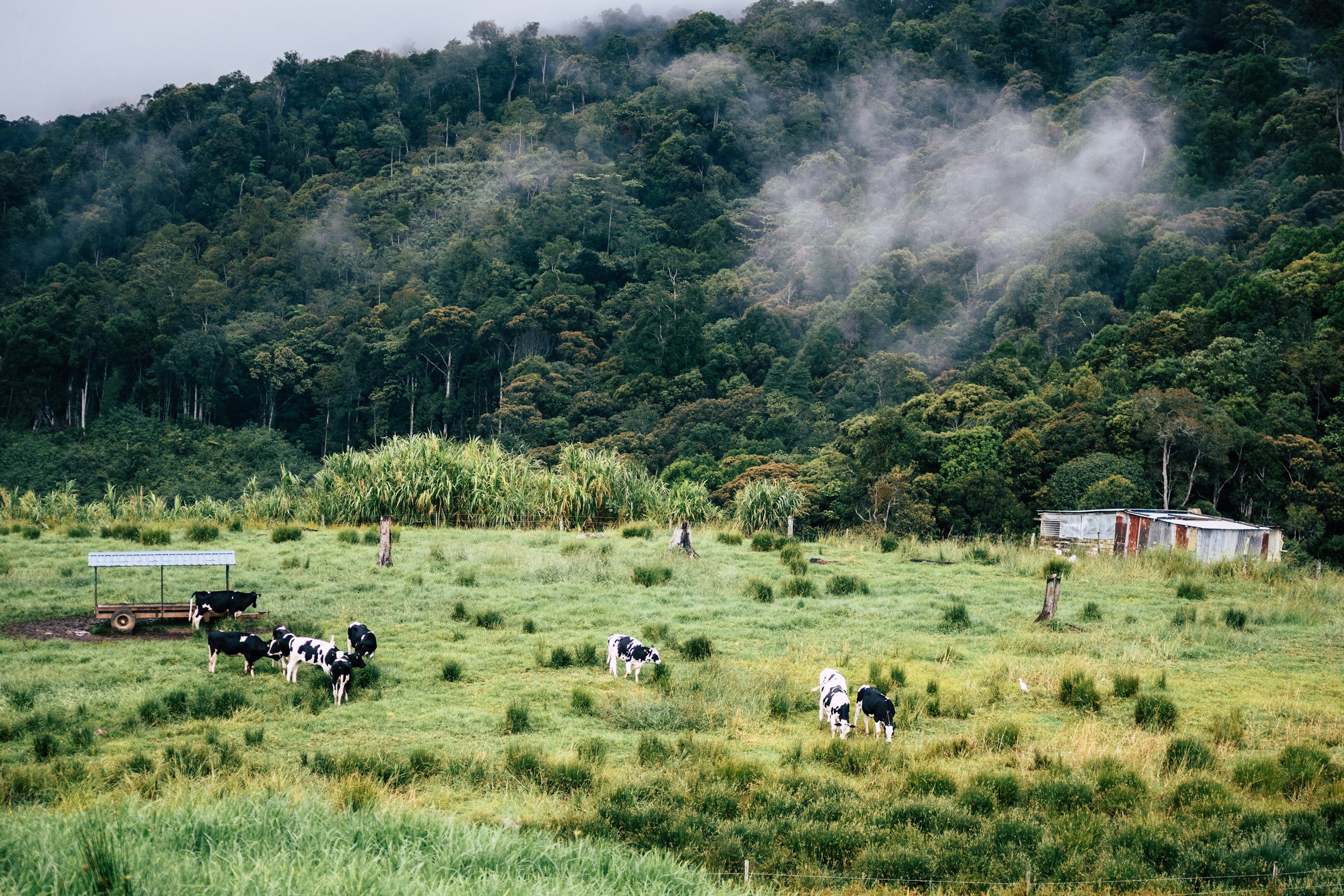 More than 300 big agriculture lobbyists took part in Cop30, investigation finds.