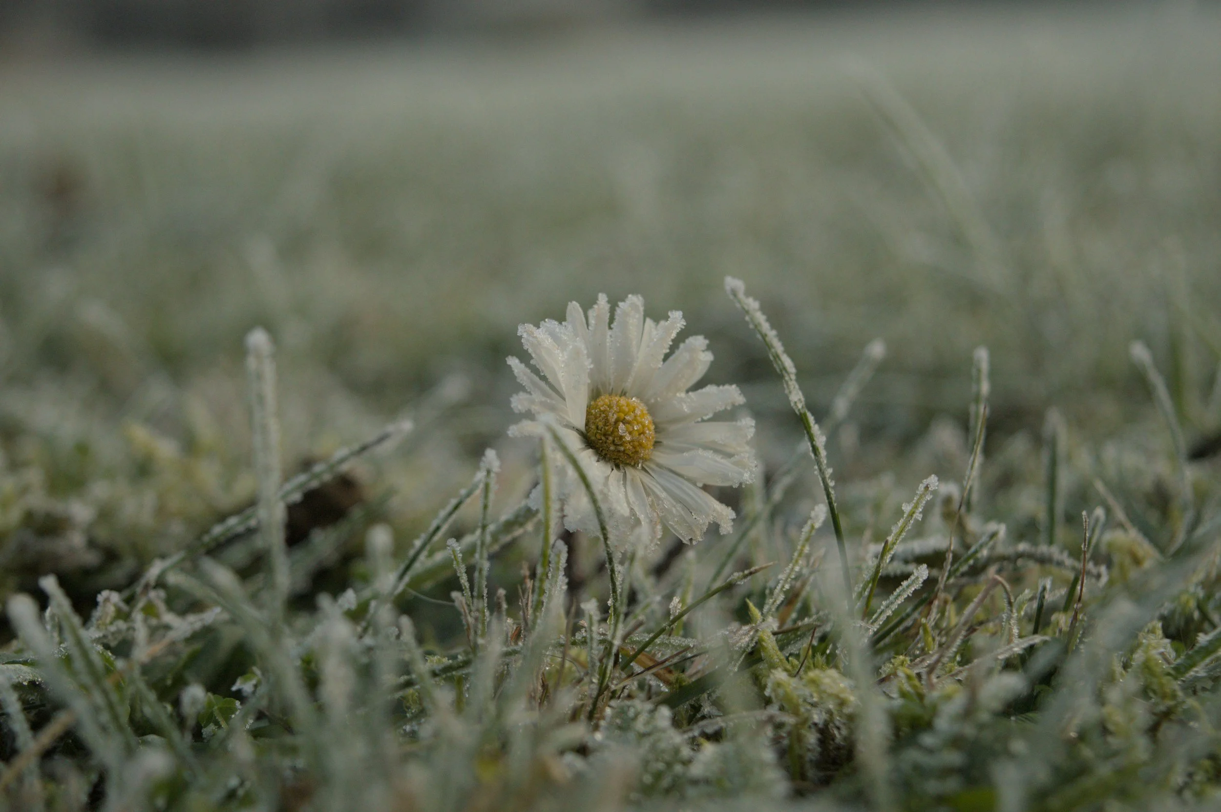 Winter blooming of hundreds of plants in UK ‘visible signal’ of climate breakdown