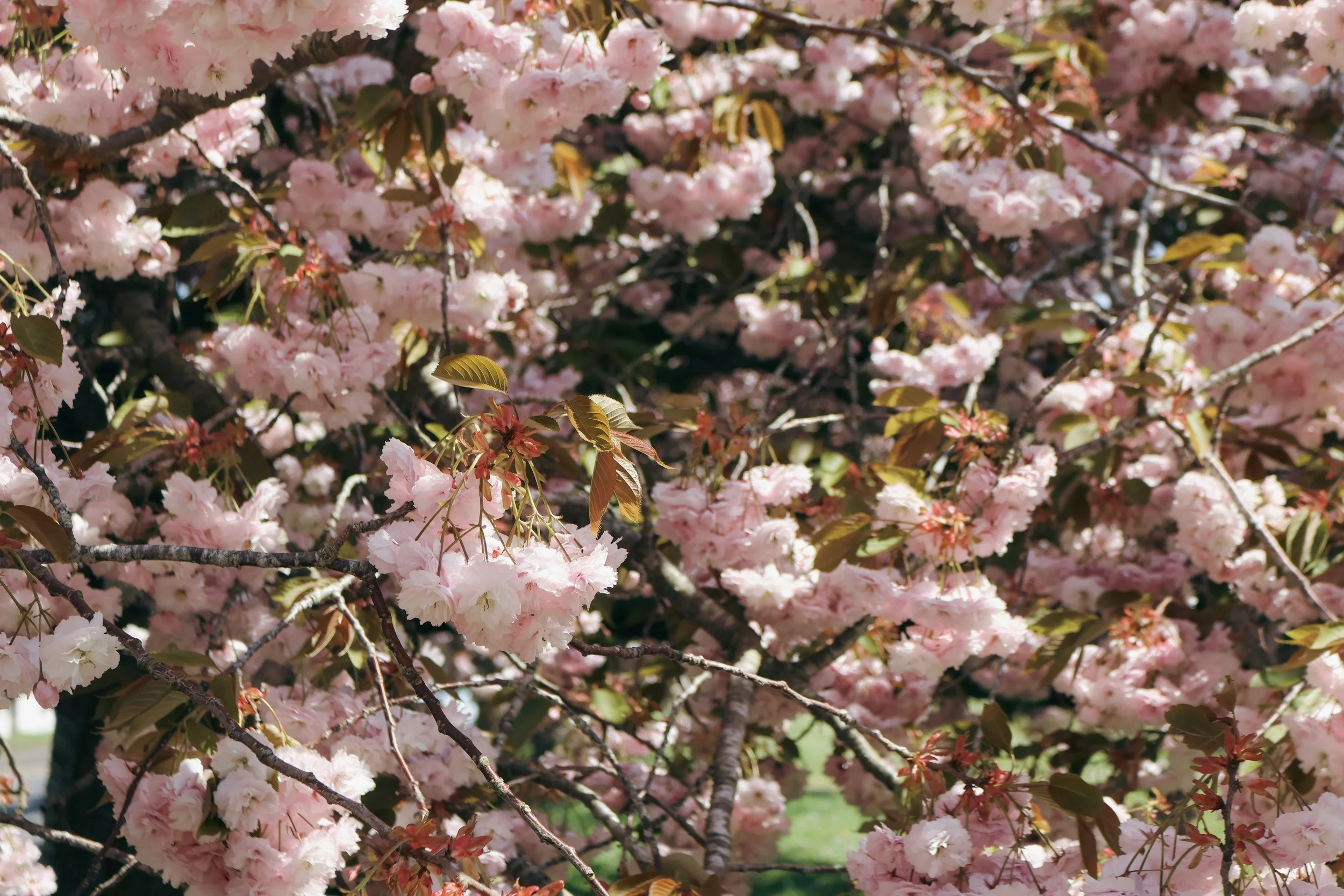 Pollen season in UK and mainland Europe extended by climate breakdown.