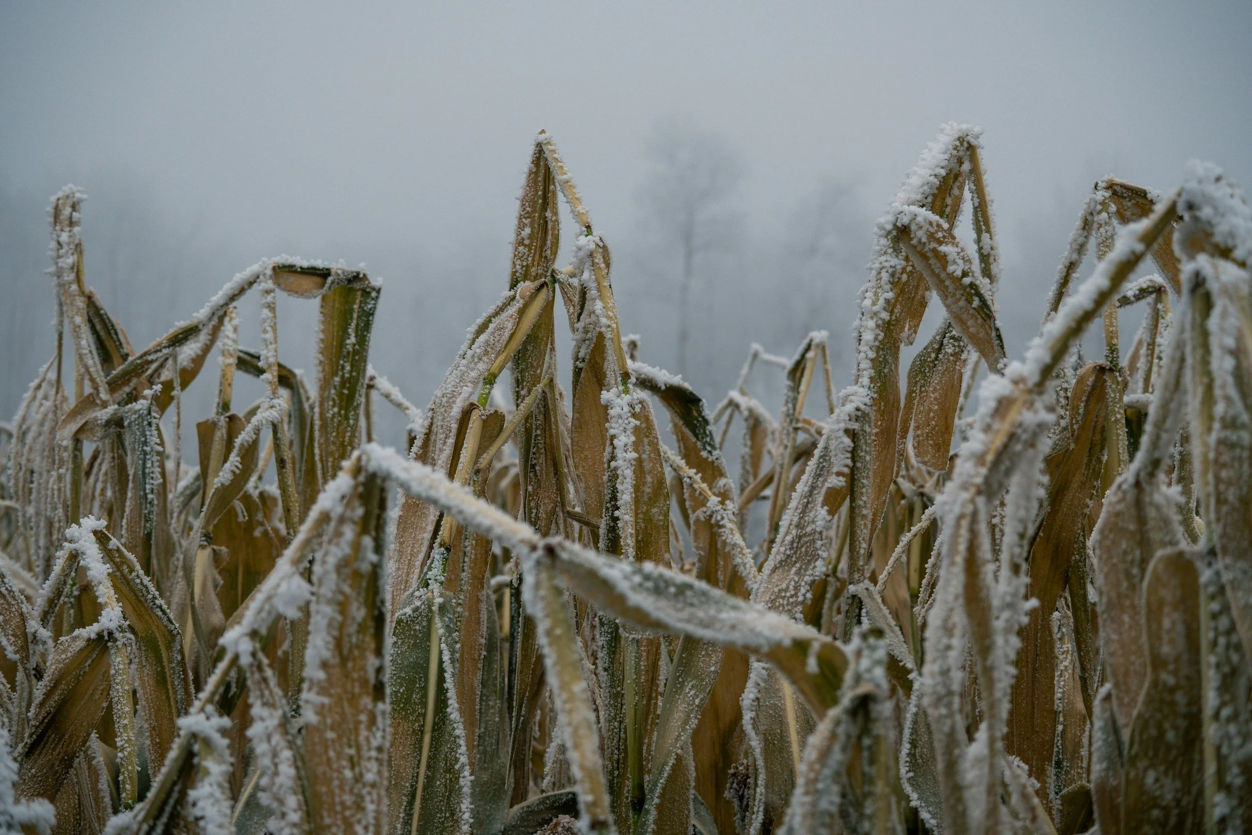 Shifting hail hazard under global warming and effects on crop hail risk.