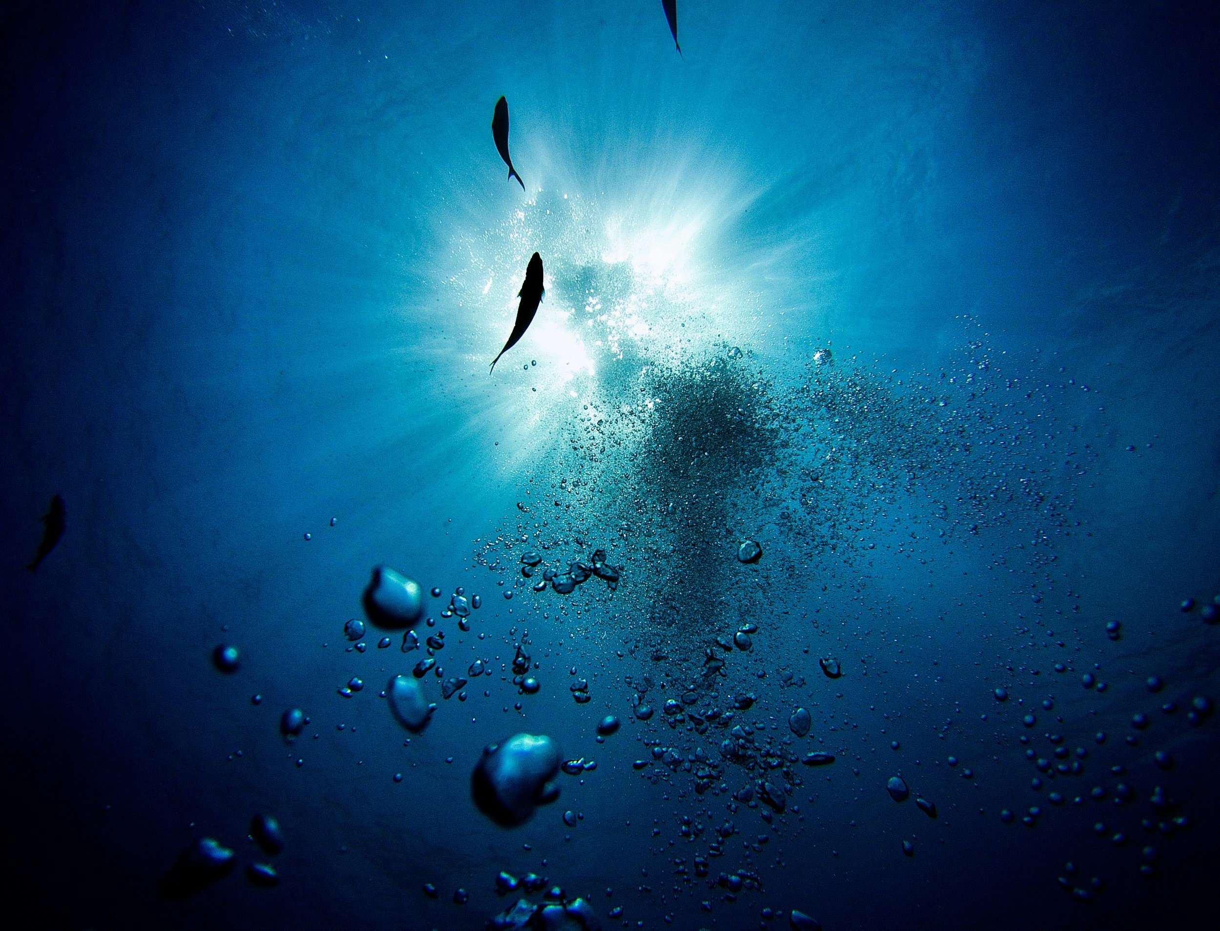 Earth’s waters are quietly running out of oxygen, scientists warn.