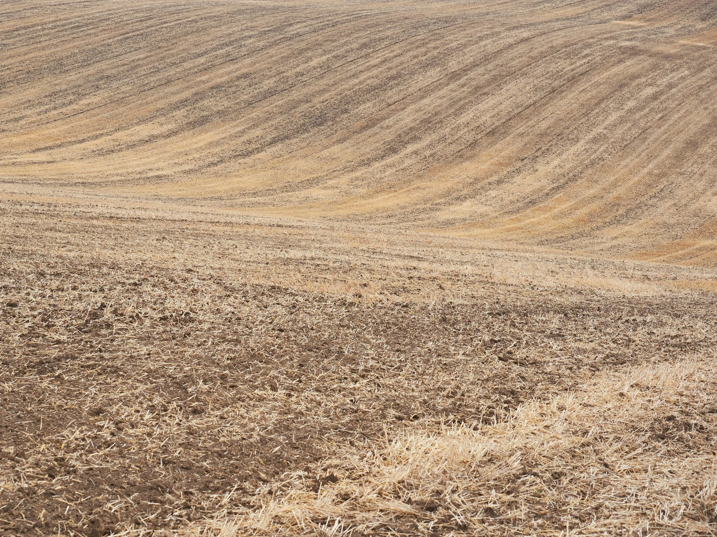 Prolonged drought could cause shortage of some foods, farmers' union head says.