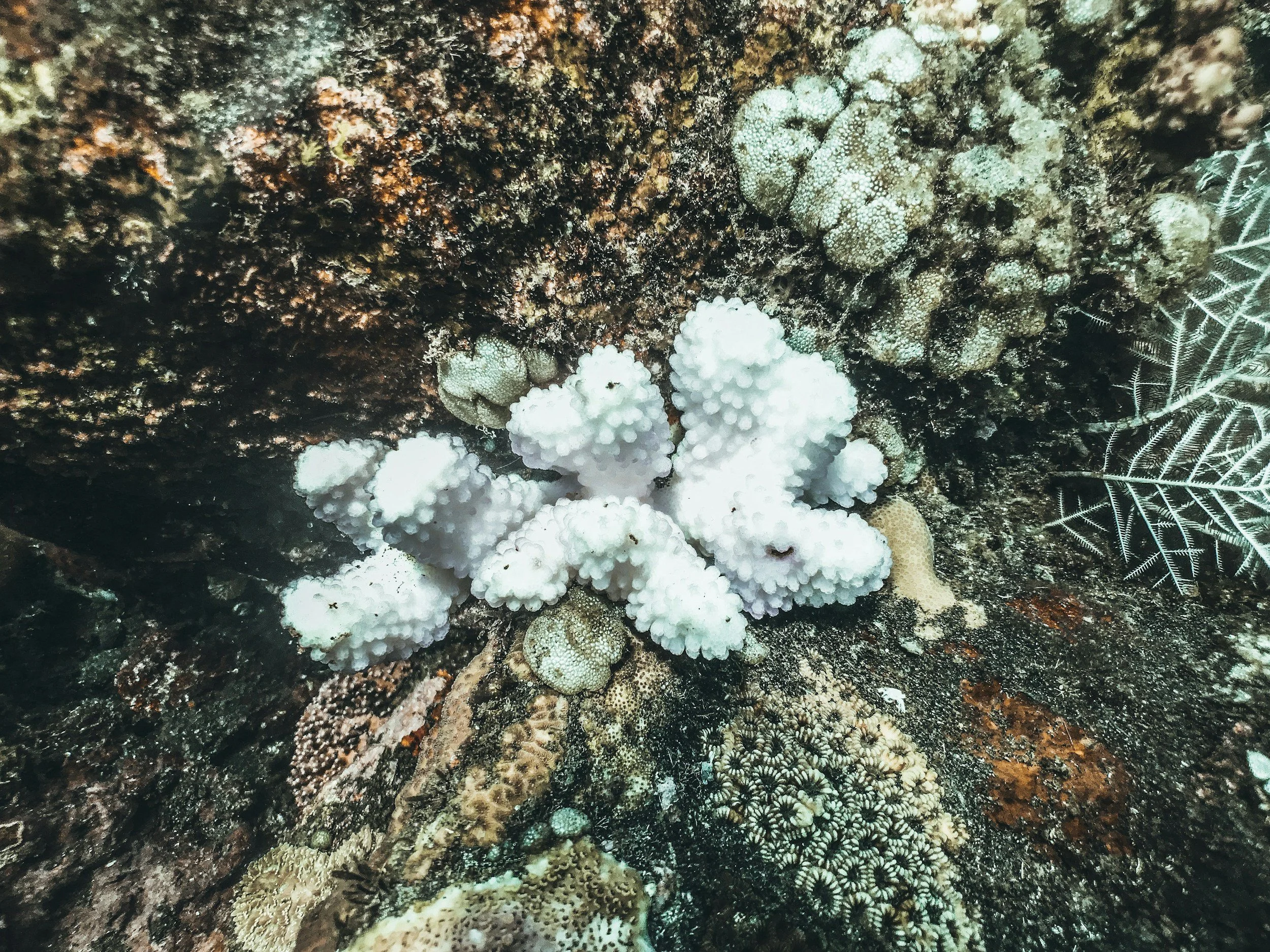 Global coral reef coverage risks irreversible decline.