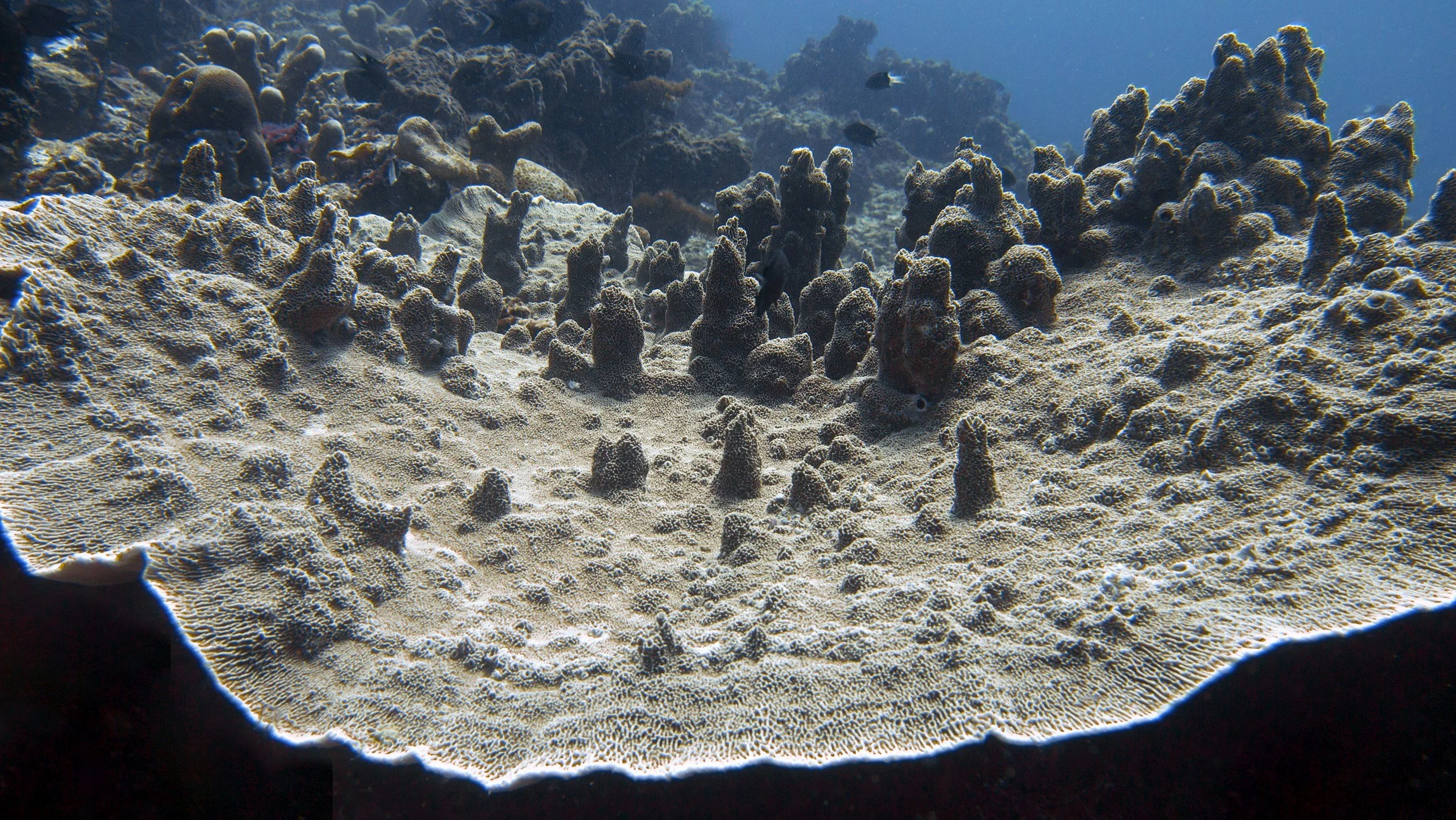 Marine heatwaves are closing the window for coral reef recovery, landmark global report warns.