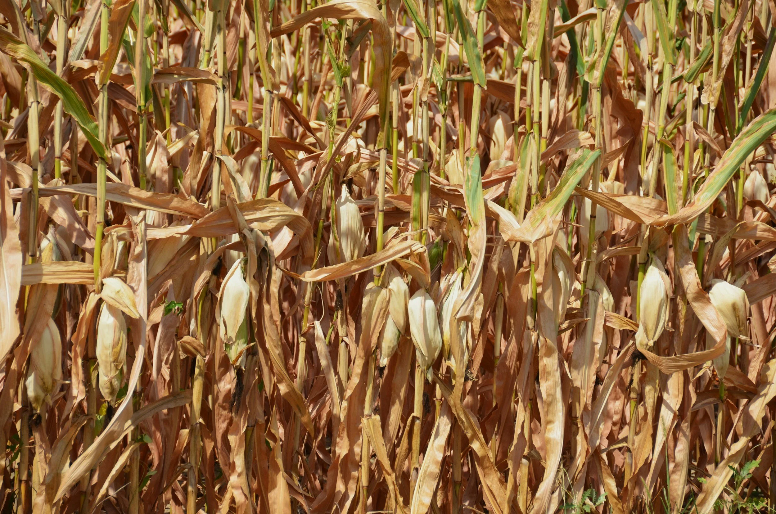 How this summer’s heat and drought impacted crops in Europe.