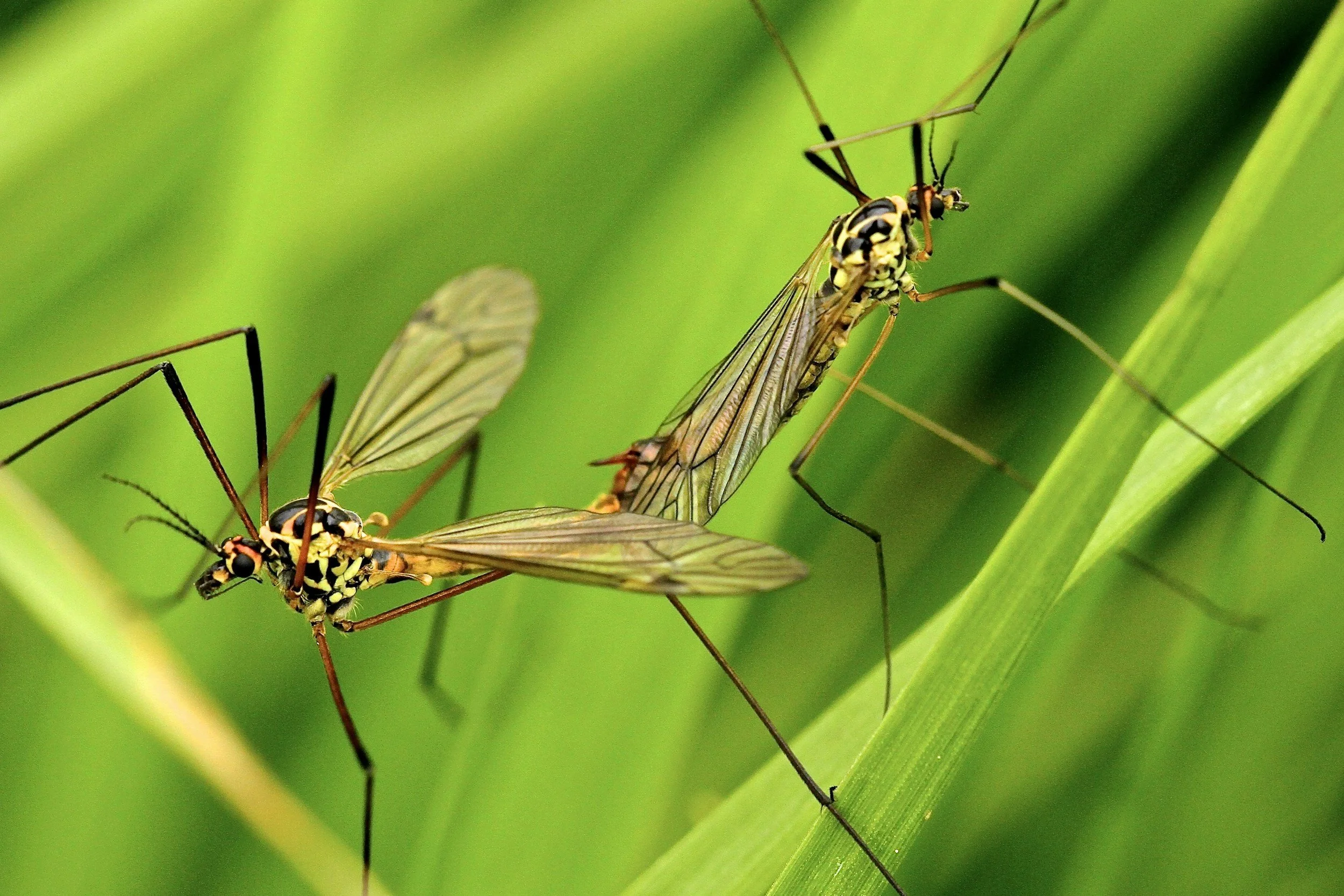 'Hitchhiking' mosquitoes that can transmit dengue and Zika virus found breeding in UK.