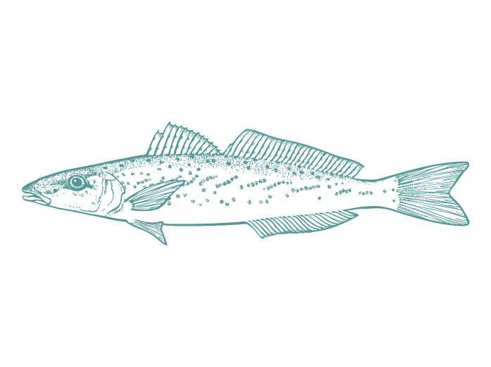 Fish Illustrations_Whiting.png