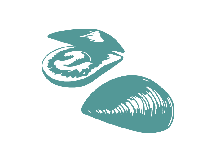 Fish Illustrations_Mussels.png