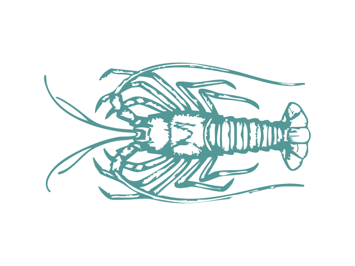 Fish Illustrations_Western Rock Lobster.png