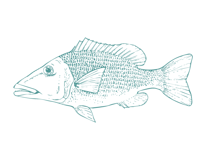 Fish Illustrations_Red Emperor.png