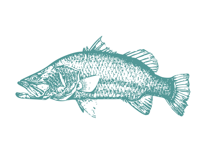 Fish Illustrations_Barramundi.png