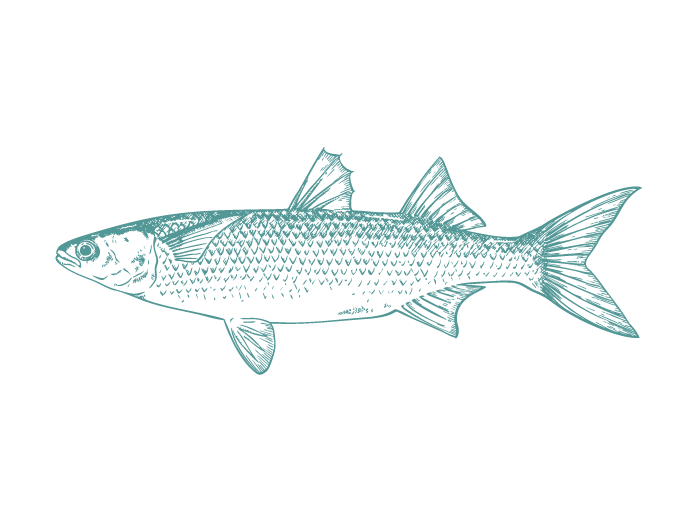 Fish Illustrations_Mullet.png