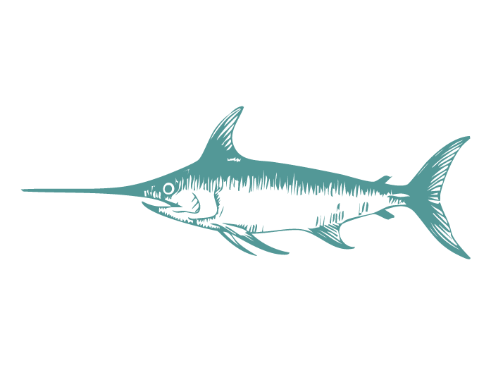 Fish Illustrations_Swordfish.png