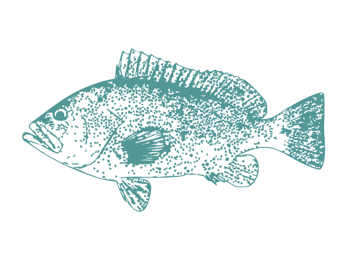 Fish Illustrations_Rankin Cod.png