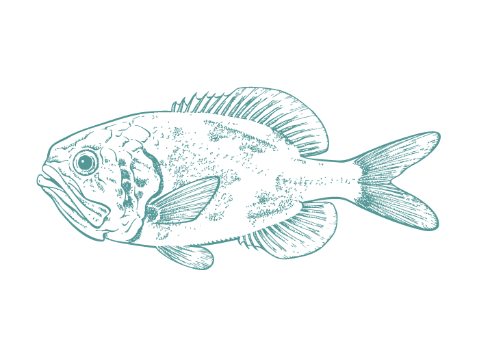 Fish Illustrations_Orange Roughy.png