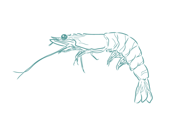 Fish Illustrations_Prawns.png