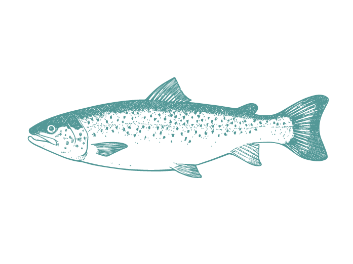 Fish Illustrations_Tasmanian Salmon.png