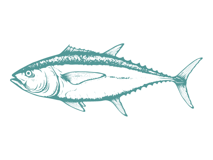 Fish Illustrations_Tuna.png