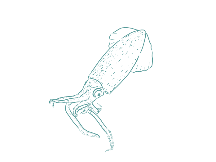 Fish Illustrations_Squid.png