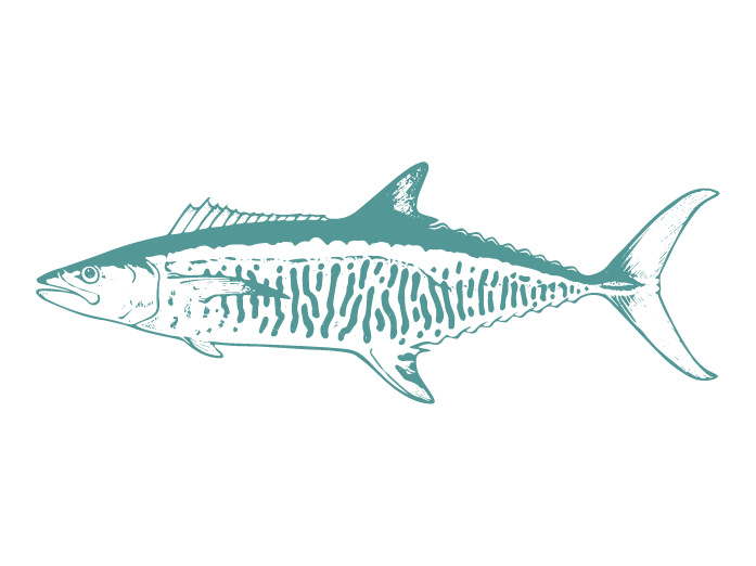 Fish Illustrations_Spanish Mackerel.png