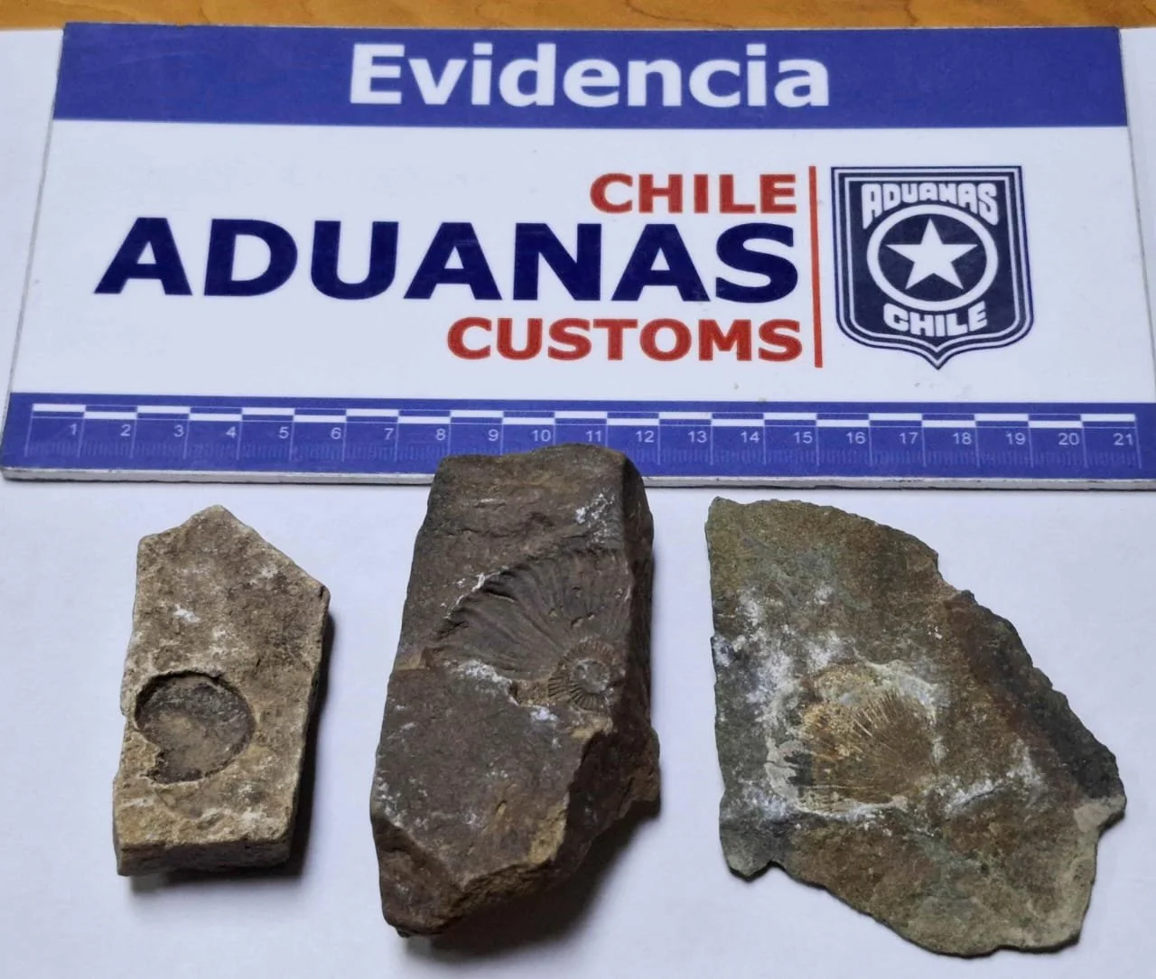 Aduanas descubre a turista portando fósiles protegidos en el Paso Mamuil Malal en la Araucanía