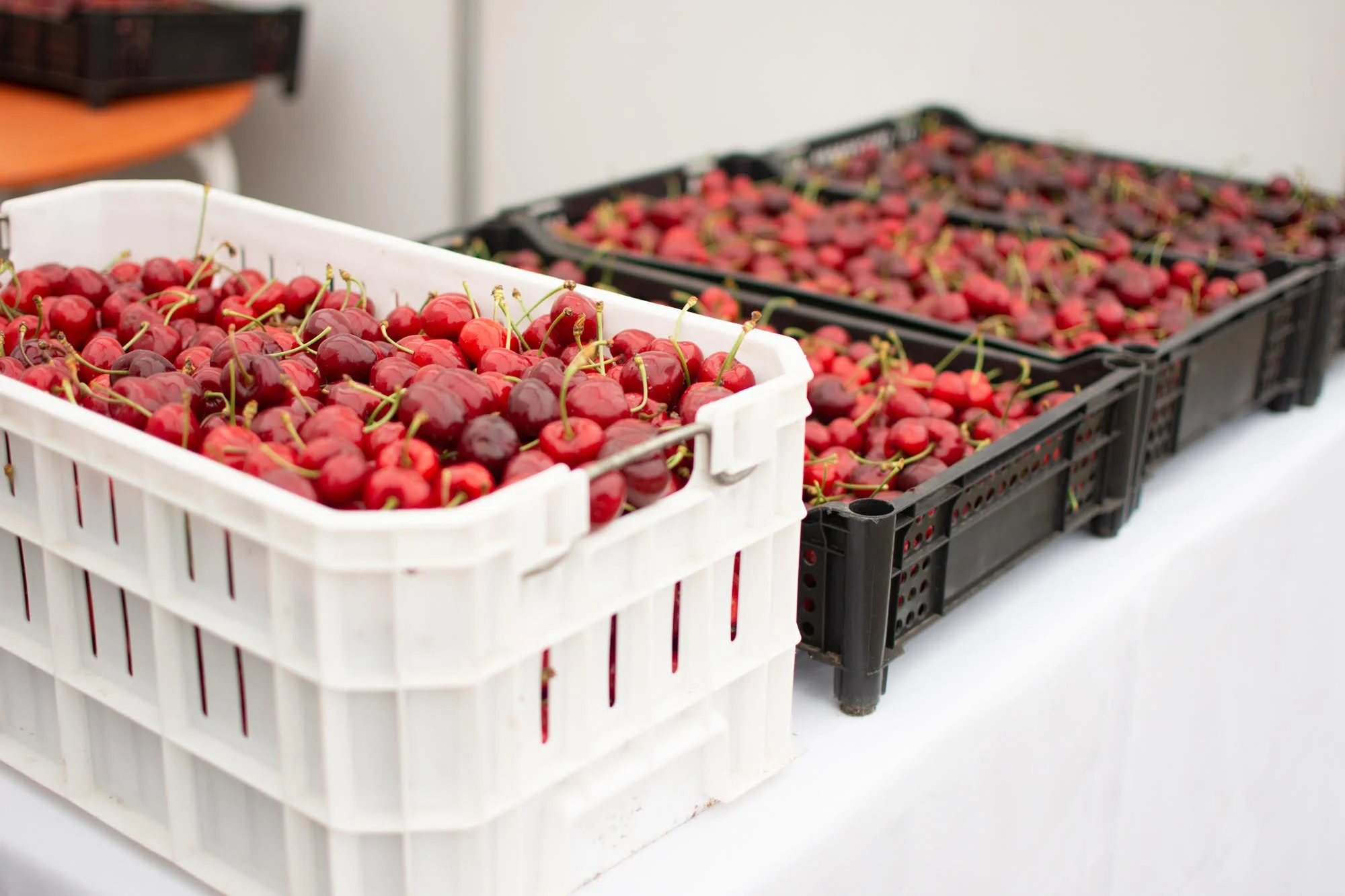 Expo Cereza Quinchamalí 2024 mostrará las mejores cosechas de Chillán