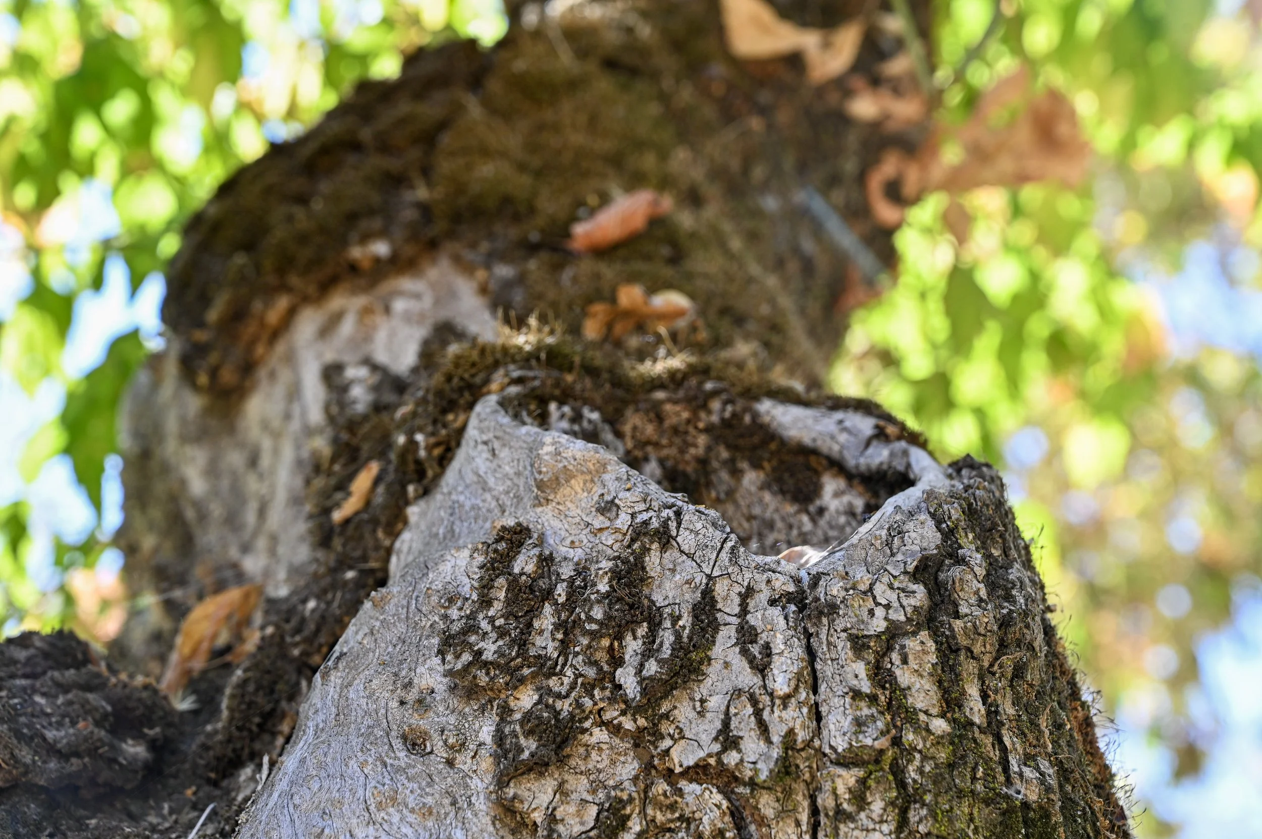 La Municipalidad de Chillán realizará manejo integral del arbolado existente en Plaza Pedro Lagos con el fin de evitar futuros accidentes