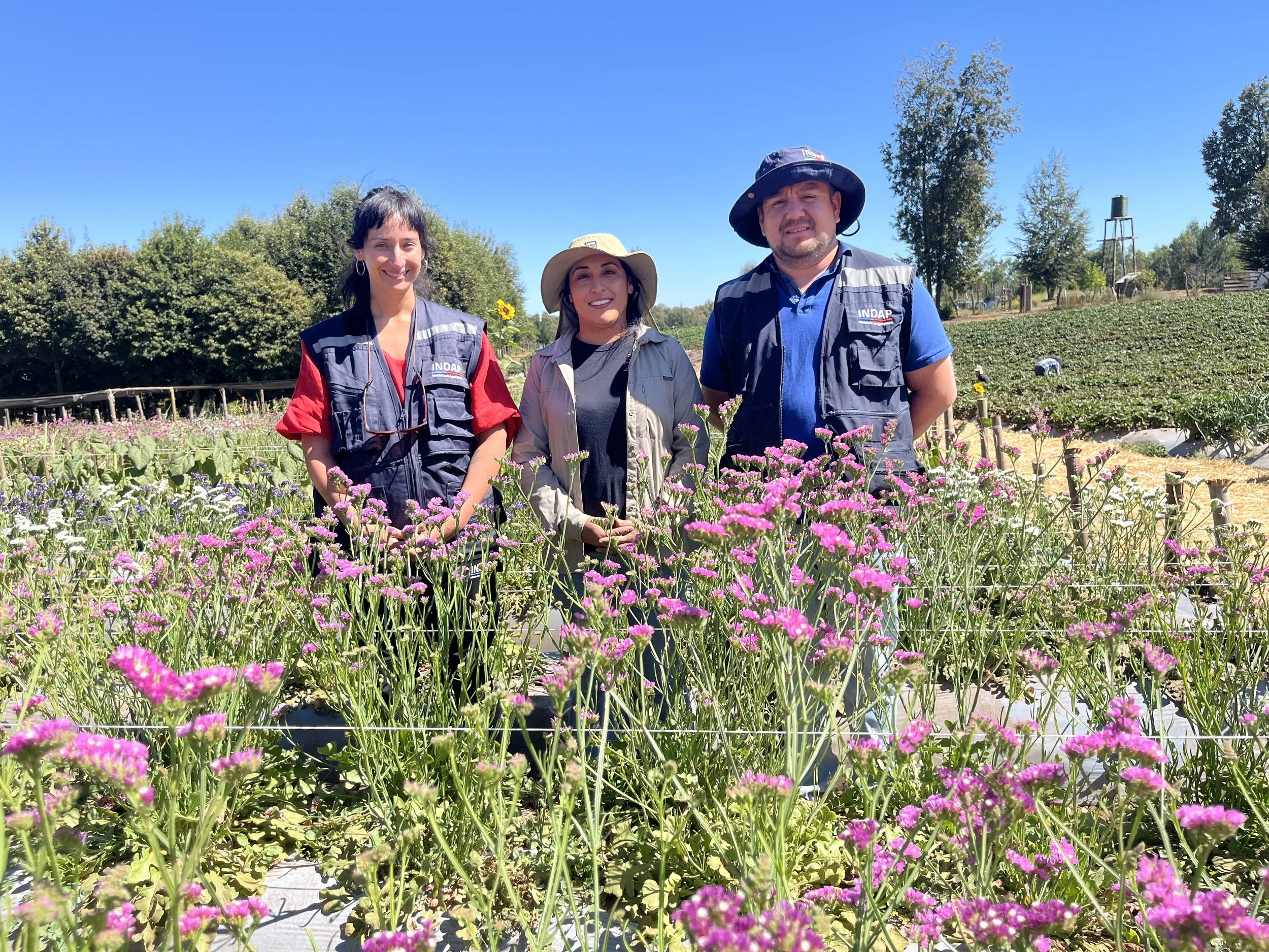 Indap Ñuble aumenta en un 15% el financiamiento para créditos agrícolas