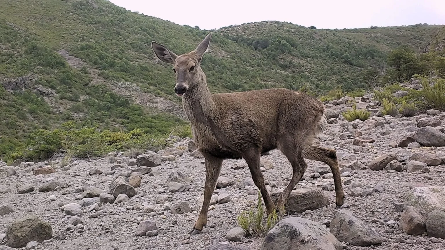 Incendio San Patricio no ha afectado territorio con registros de huemul