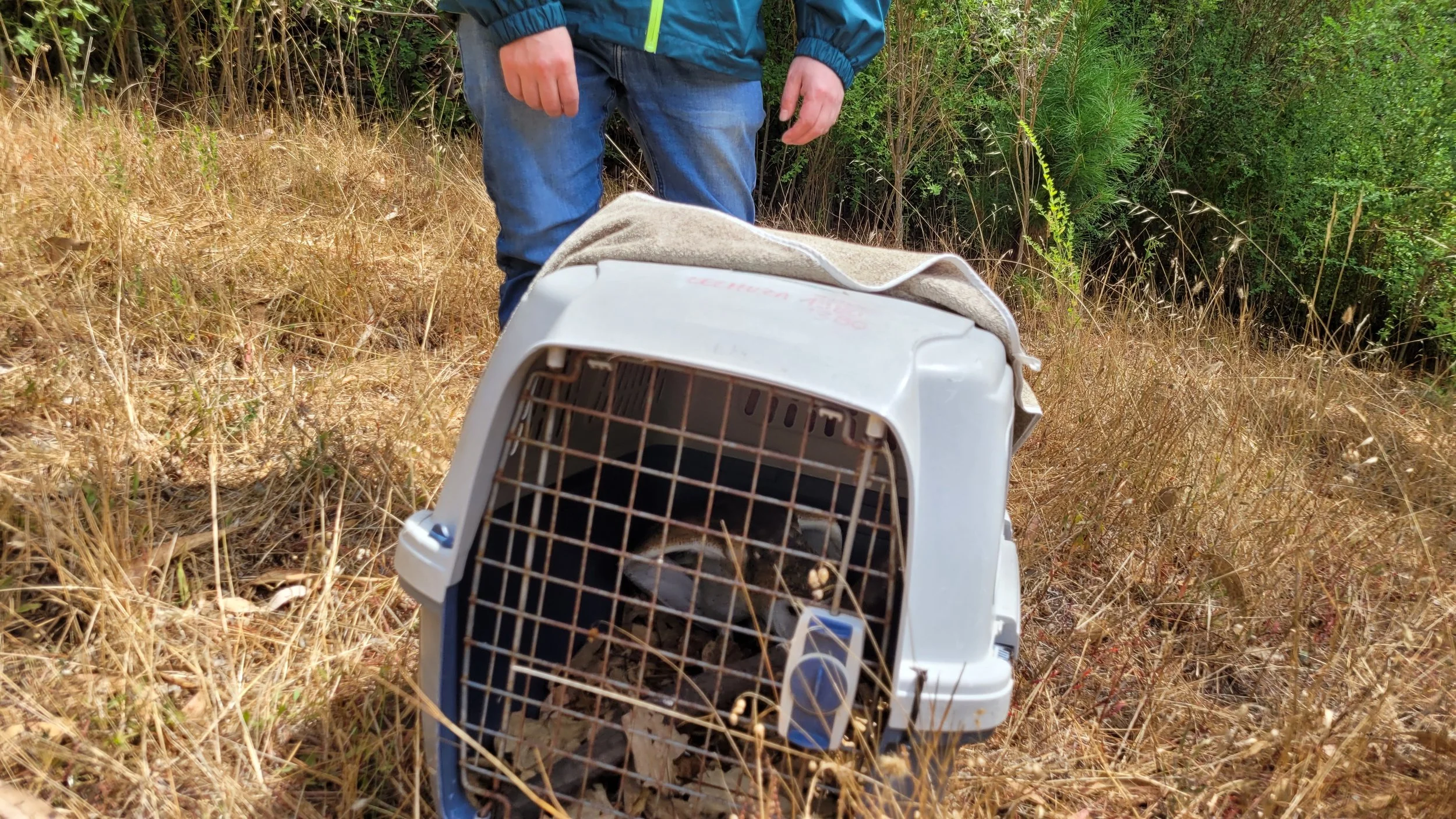 SAG liberó a animales rehabilitados por Centro de Fauna Silvestre UdeC