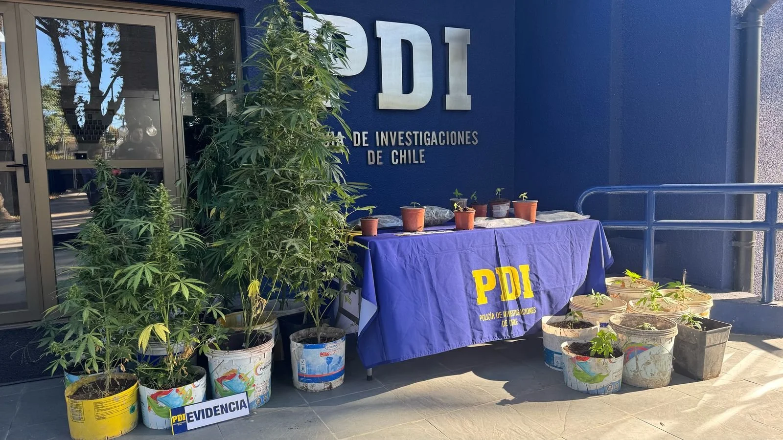 PDI DETIENE A SUJETO QUE CULTIVABA DROGA EN SU DOMICILIO