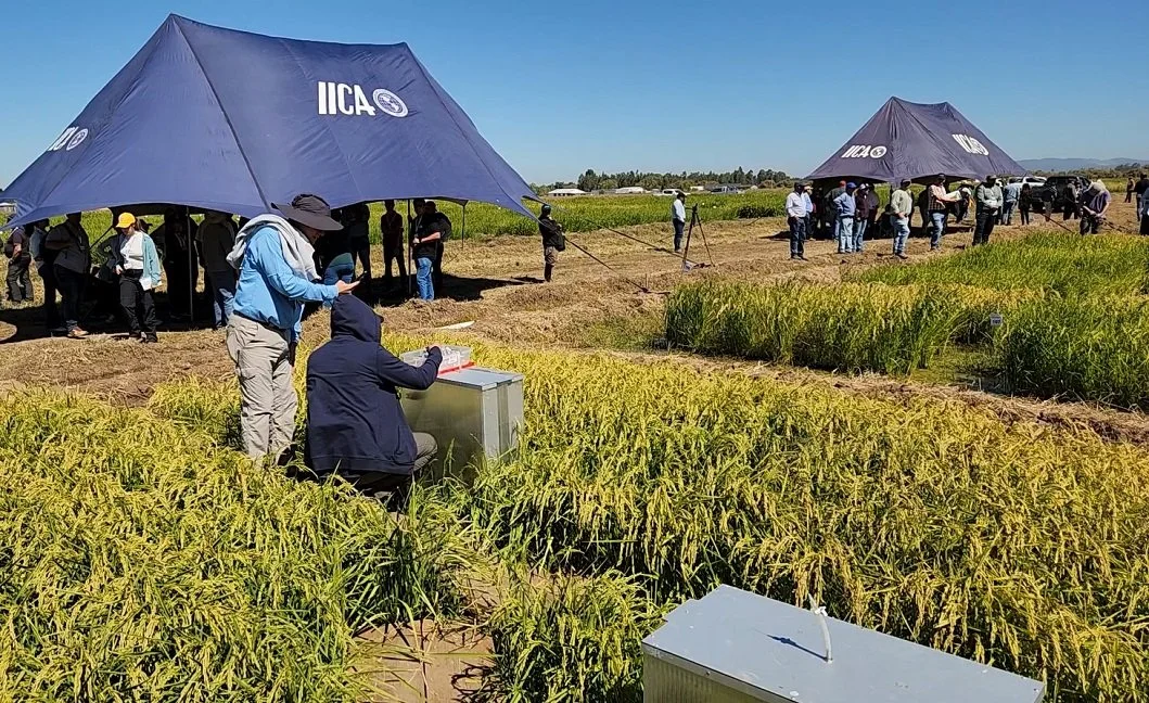 En Chillán investigadores de seis países analizaron innovaciones en producción sostenible de arroz en Latinoamérica