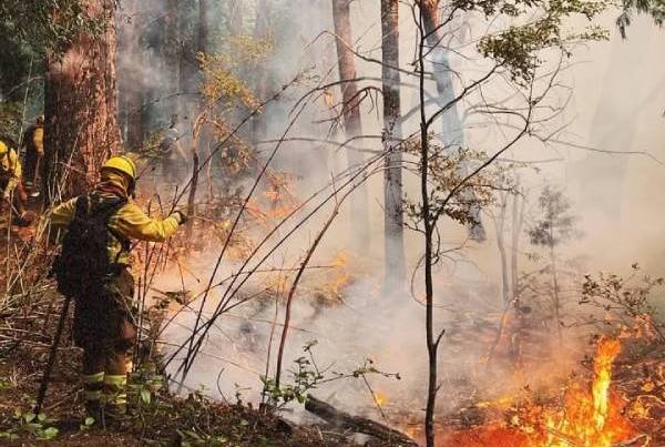 SENAPRED Declara Alerta Roja en Pinto por Incendio Forestal en Atacalco