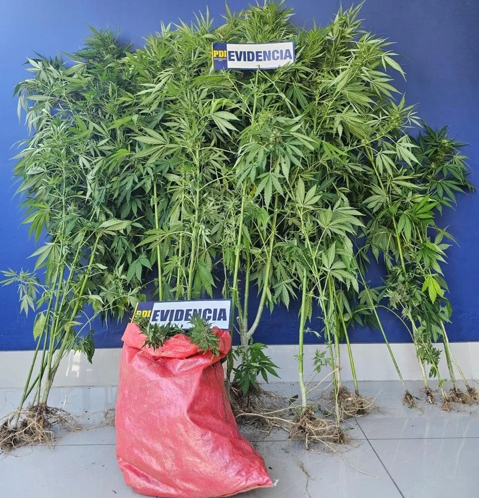 PDI DETUVO A IMPUTADO QUE MANTENÍA 24 PLANTAS DE CANNABIS EN SU CASA DE CHILLÁN