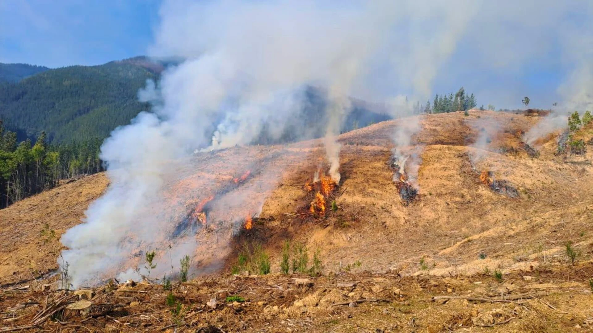 CONAF Ñuble autoriza quemas controladas en ocho comunas de la región