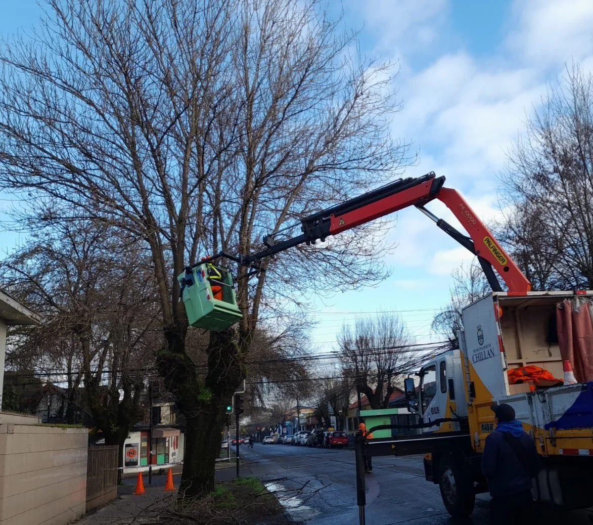 Inició temporada de podas sectoriales en Chillán
