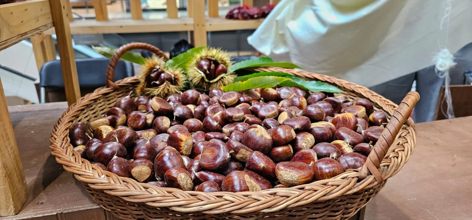 El Carmen: Lanzan Fiesta de la Castaña 2025 con feria promocional en Chillán y Santiago