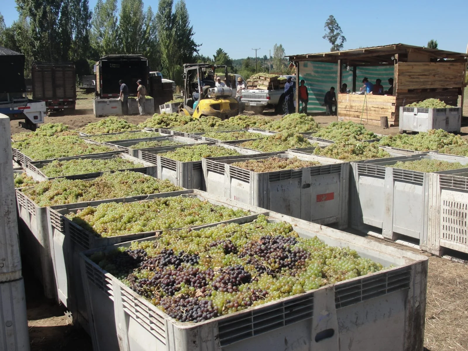 La Fiesta de La Vendimia de Quillón:SE LLEVARÁ A CABO LOS DÍAS SÁBADO 12 Y DOMINGO 13 DE ABRIL EN EL SECTOR EL CASINO, CERRO NEGRO DE QUILLÓN. 