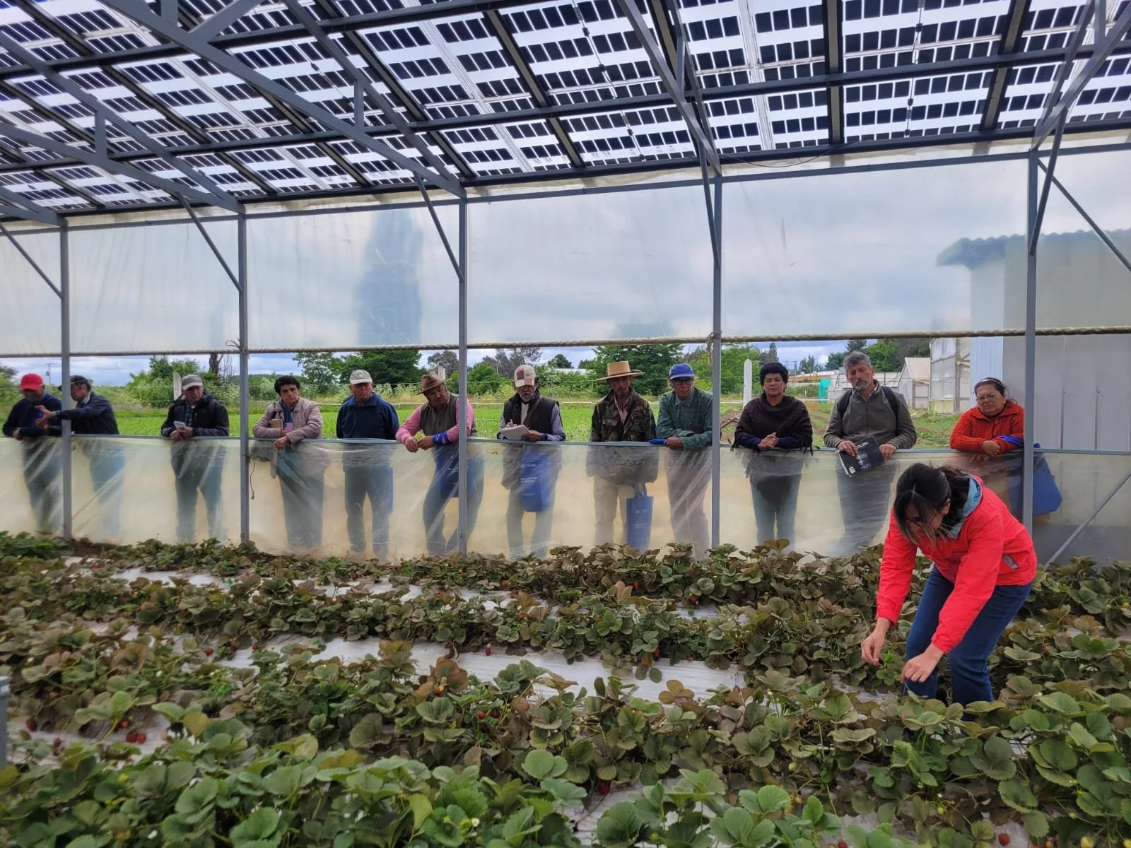 Prodesal Chillán articula dos programas de apoyo integral a productores locales