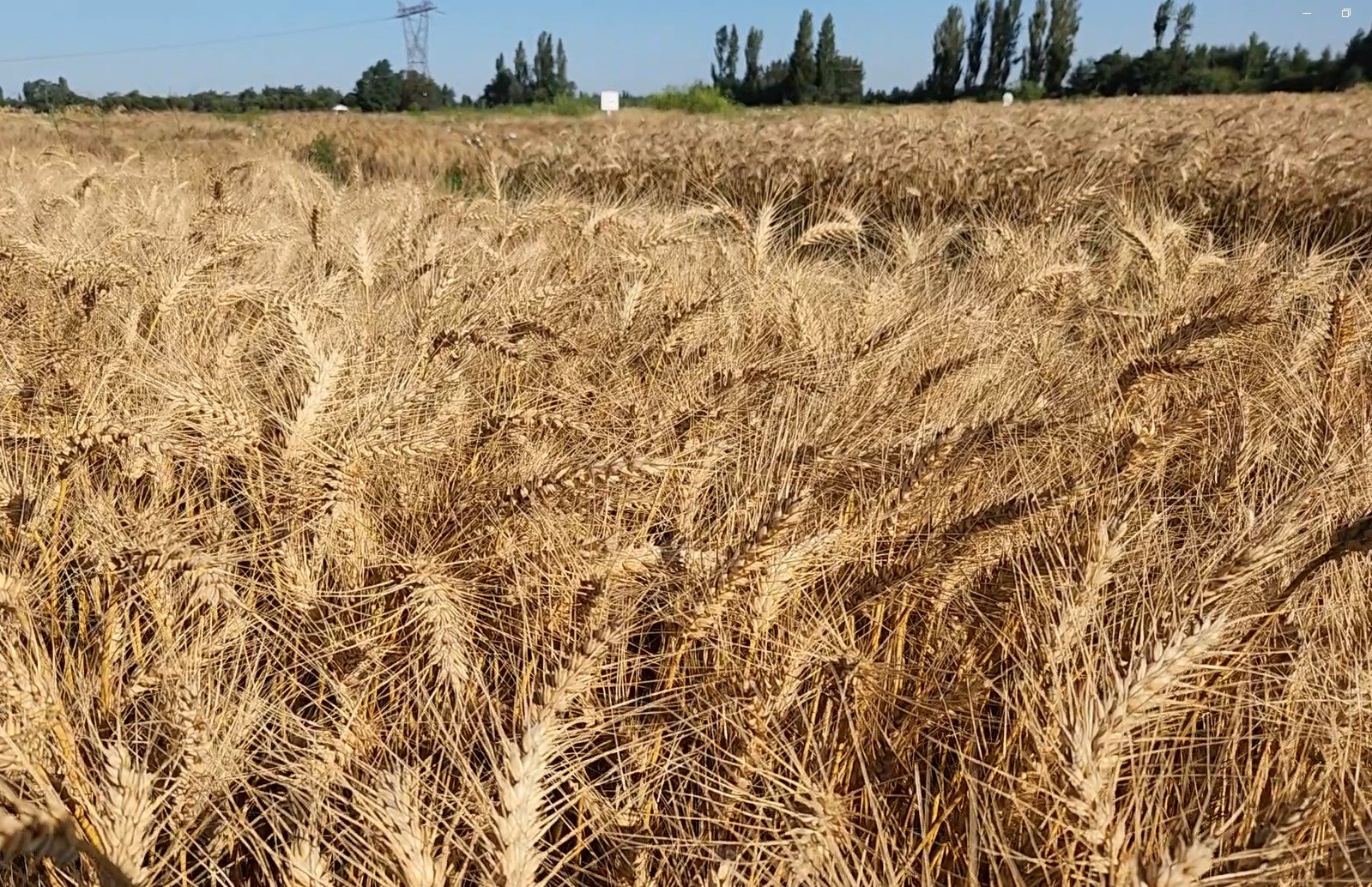 Investigadores de INIA sostienen que es posible mitigar variaciones del precio del trigo y salvaguardar la rentabilidad