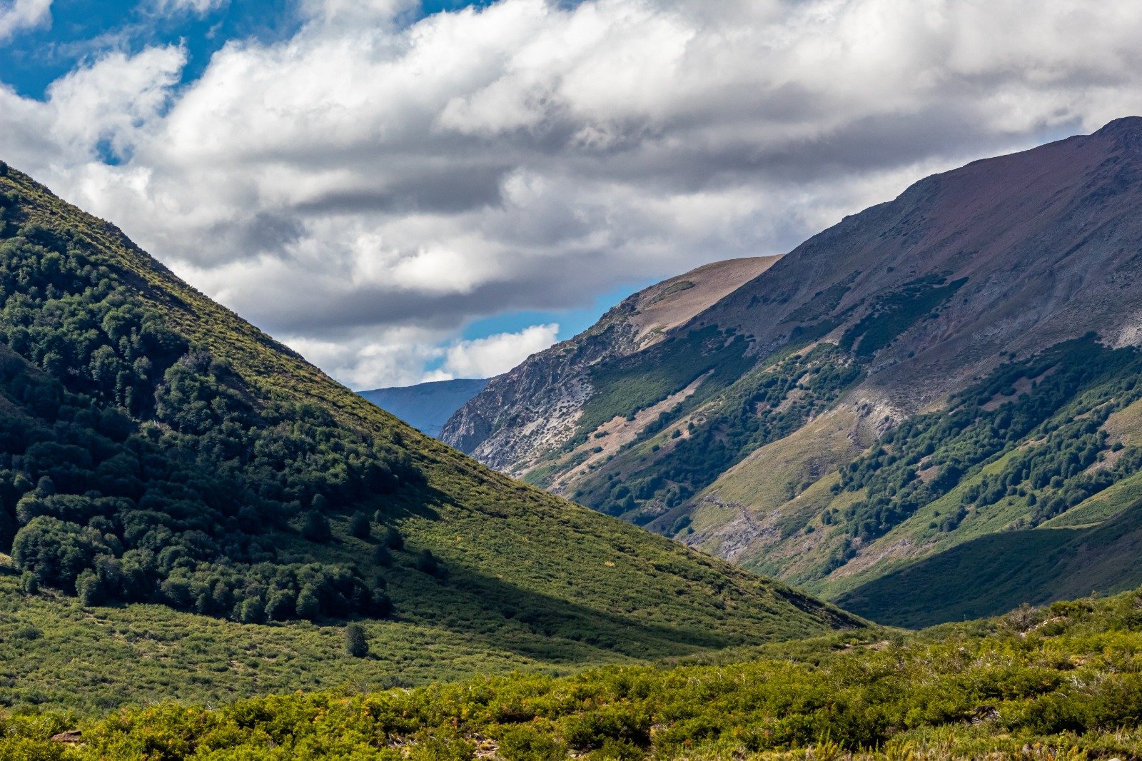 Reserva Ñuble tendrá acceso gratuito por Día de los Patrimonios