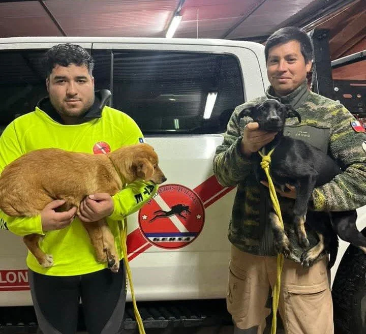 DOS CACHORROS FUERON RESCATADOS DESDE UNA ROCA EN MEDIO DEL RÍO Y NECESITAN URGENTE UN HOGAR EN QUILLLÓN