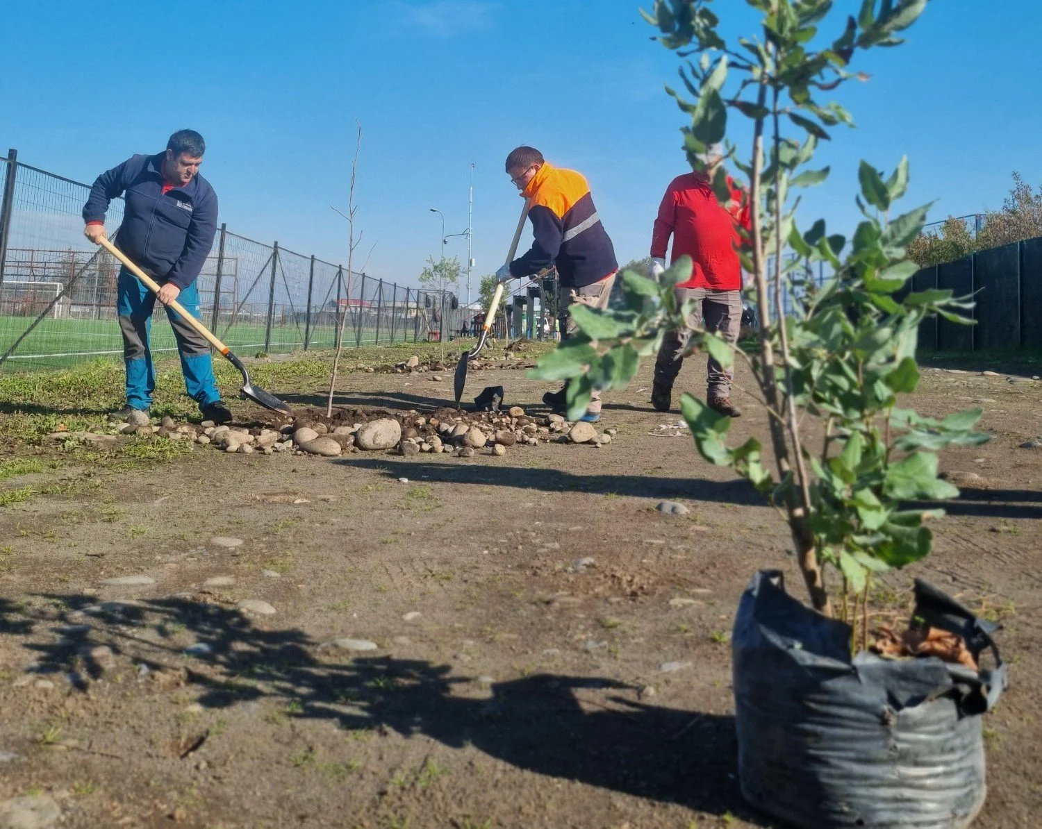 Municipio planta 70 árboles en dos sectores de Chillán