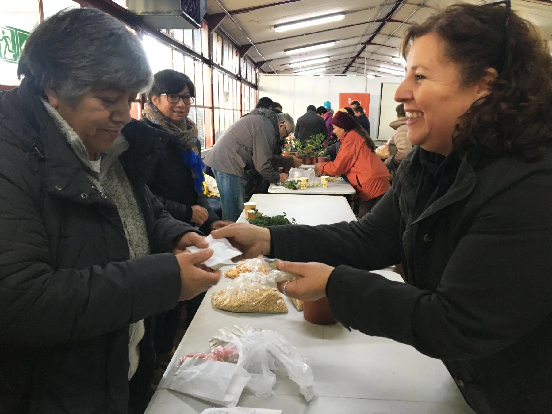 Productores de PRODESAL Chillán rescatan semillas ancestrales