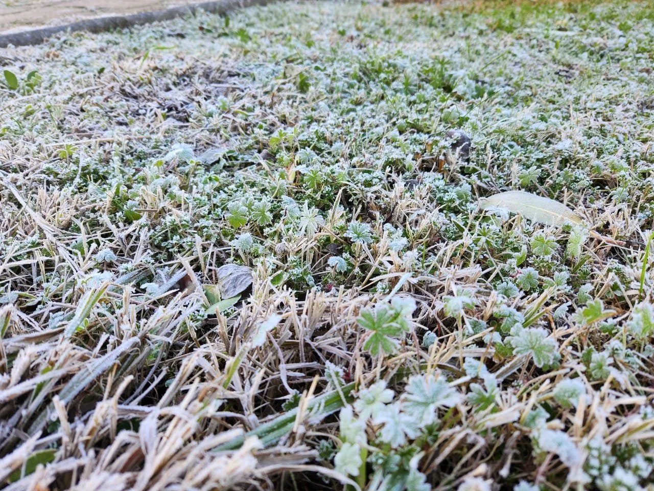 Histórica helada en Chillán pone a prueba la agricultura de Ñuble y Biobío