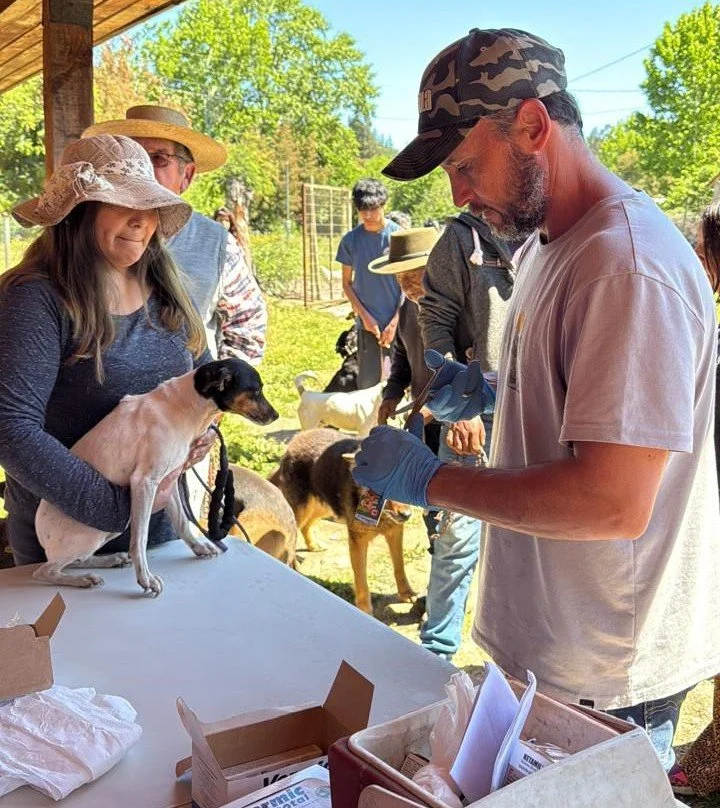 Exitoso operativo de desparasitacion en Portezuelo: cerca de mil mascotas fueron atendidas en operativo municipal 