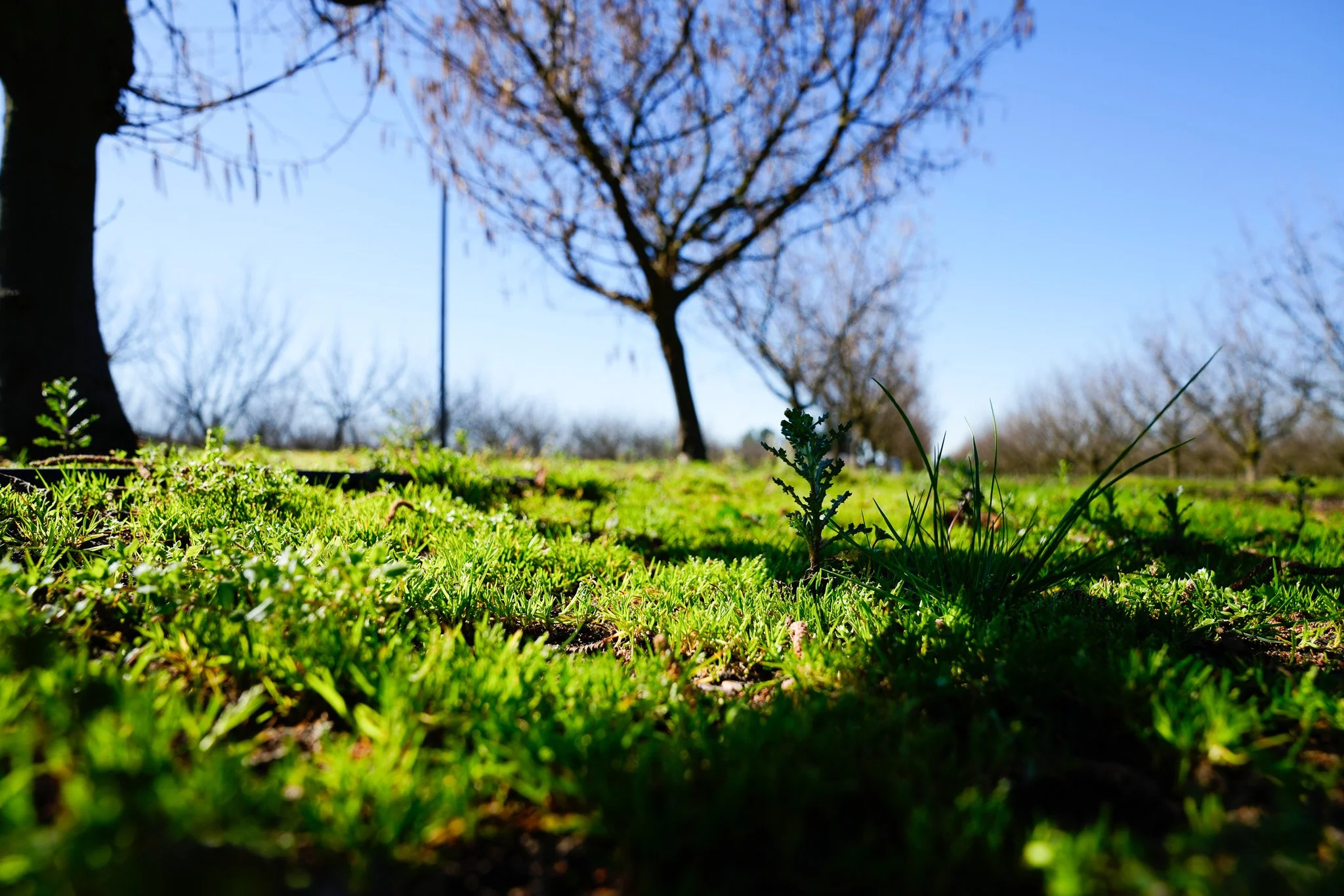Avellano europeo: Investigación busca mejorar la calidad del suelo y reducir emisiones de gases por efecto invernadero mediante cultivos de cobertura&nbsp;