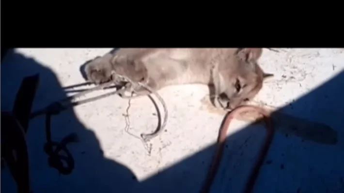 Acusan maltrato y muerte de puma en Cochamó: Presentan denuncia judicial