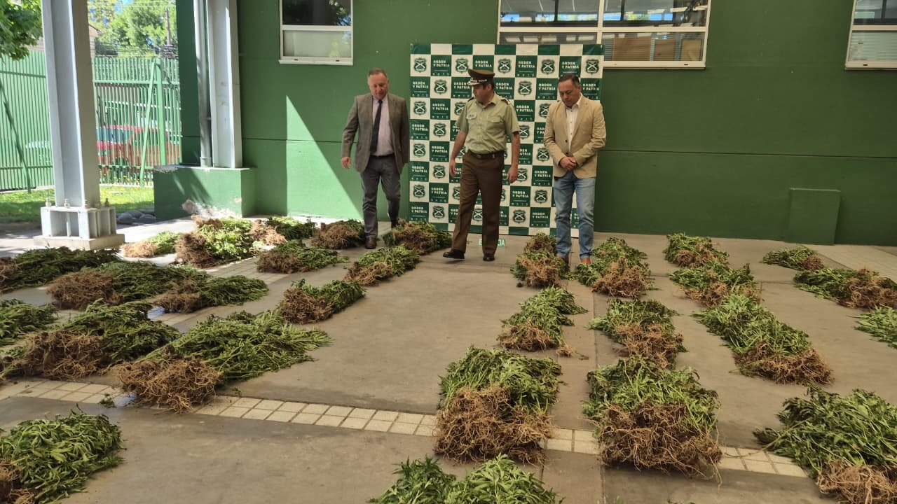 Carabineros del OS7 Ñuble decomisó más de 2.500 plantas de cannabis en Pemuco